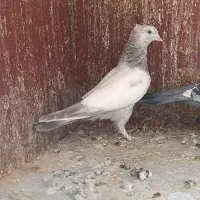 کفتر کبوتر سینه طوقی کله ای پلاکی دمسفید دوکت|پرنده|شیراز, رکن‌آباد|دیوار