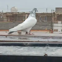 کبوتر بالاگیر