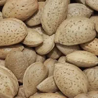 بادام سنگی بادام زمینی آستانه لوبیاچیتی شکلات خرما|خوردنی و آشامیدنی|قم, باسکول|دیوار