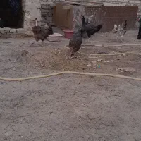 مرغ محلی تخمگذار