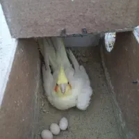 عروس وایت ولوتینو مولد|پرنده|تربت‌حیدریه, بازار|دیوار