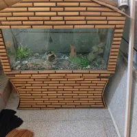 اک واریم در حد نو