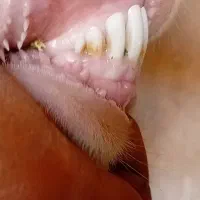 فروش سالار بز گلابی|حیوانات مزرعه|یزد, |دیوار