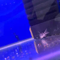 ماهی خواص|ماهی|کرج, کمالشهر|دیوار