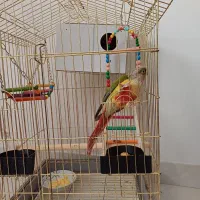 طوطی گرینچک|پرنده|سنندج, |دیوار