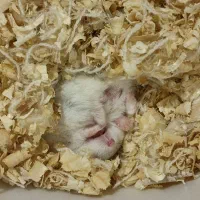 همستر کوچولوی مینیاتوری سفید،مشکی|موش و خرگوش|تهران, امامت|دیوار