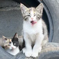 بچه گربه