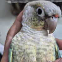 گرینچیک|پرنده|تهران, شیخ هادی|دیوار