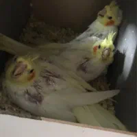 جوجه عروس هلندی