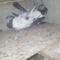 کبوتر