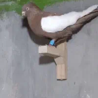کفتر