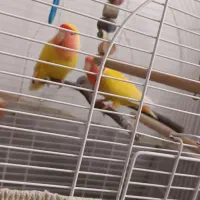 کوتوله برزیلی هلویی