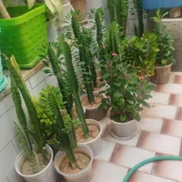 گل و گیاه