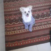 یگ پامرروباهی اشمیز نر