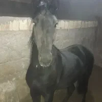 نریان ۳ساله به رنگ عشق نوه کامران