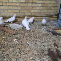 فروش یا معاوضه|پرنده|خرمشهر, |دیوار