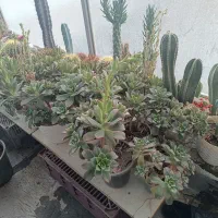 گل های زینتی و خانگی و گلخانه ای