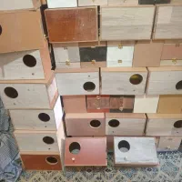لانه عروس هلندی فقط ۵۰عدد باقی مونده