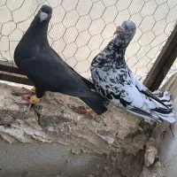 سار هفت‌رنگ