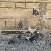 کبوتر مخلف|پرنده|کاشان, پایانه مسافربری|دیوار