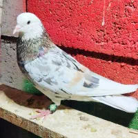 کفتر پرشی تهرانی|پرنده|رودان, |دیوار