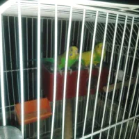 جفت مرغ عشق