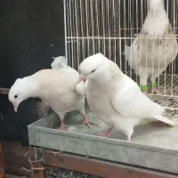 جوجه کلفه اجری