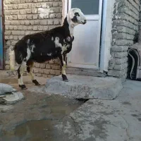 گوسفند|حیوانات مزرعه|بروجرد, |دیوار