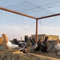 کبوتر سینه سیاه(سینه زرد)|پرنده|لنجان, |دیوار