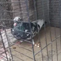 کبوتر پلنگی نرو مادشو نمیدونم|پرنده|بابلسر, |دیوار