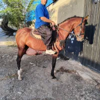 باشگاه سوار کاری صدرا شهرری|اسب و تجهیزات اسب‌سواری|باقرشهر, |دیوار