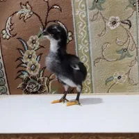 جوجه لاری افغان سه روزه ۳۰۰  ماه و ۴ ماه
