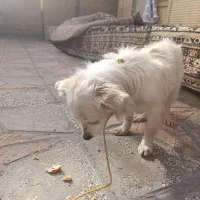 پیدا شده نشونی....