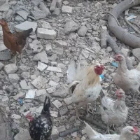 فروش مرغ گلین وخروس وبوقلمون واردک اسرائیلی|حیوانات مزرعه|پیر بکران, |دیوار