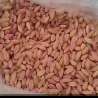 گندم بو جاری شده