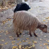 دو عدد بز ماده|حیوانات مزرعه|خوی, |دیوار