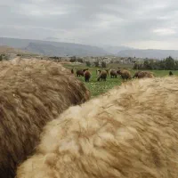 فروش کاوه مایه