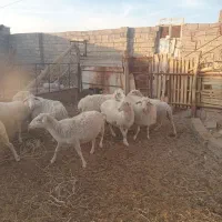 میش لاکن|حیوانات مزرعه|شهر بابک, |دیوار