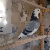 کفترپرشی|پرنده|باغستان, |دیوار