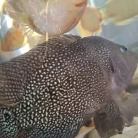 ماهی فلاور|ماهی|مشهد, حجت|دیوار