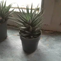 گل ۵۰ تومنی