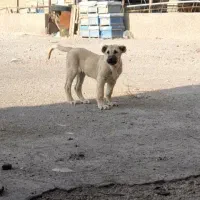 واگذاری توله