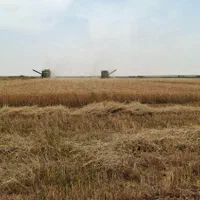 اجاره ۵۵ هکتار زمین کشاورزی|اجارهٔ دفتر صنعتی، کشاورزی، تجاری|اهواز, کیانشهر|دیوار