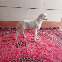 بره شیر خوار     بزغاله ماده خوارک خور