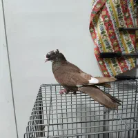 کبوتر کفتر ذات دار خوشگل