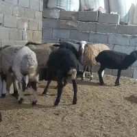 گوسفند.بره راسی ۹۸۰۰.افشار وشال|حیوانات مزرعه|صفادشت, |دیوار