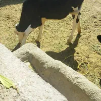 گوساله