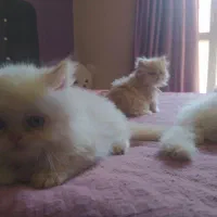 گربه دوماهه هیمالین