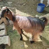 بز گوشتی|حیوانات مزرعه|ایرانشهر, |دیوار