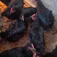 مرغ تخم گذار بلک استار